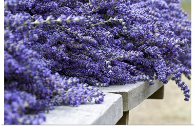 Lavender Harvest I