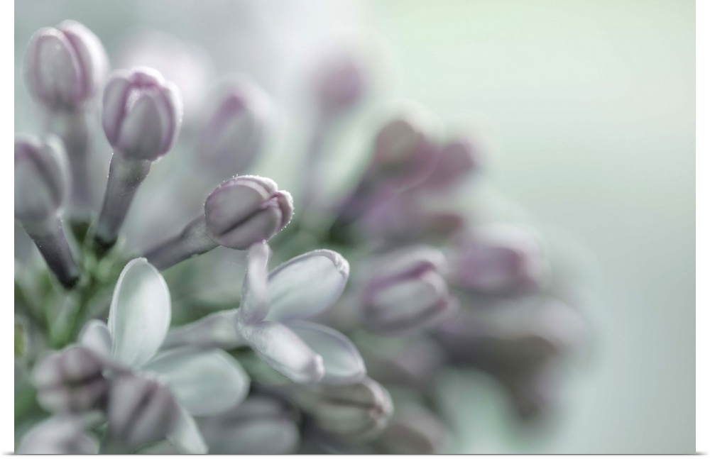 Close up image of a lilac flower in subtle grey tones.