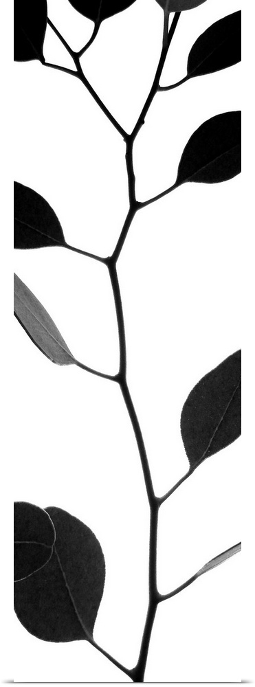 Silhouette of a thin branch with round leaves.