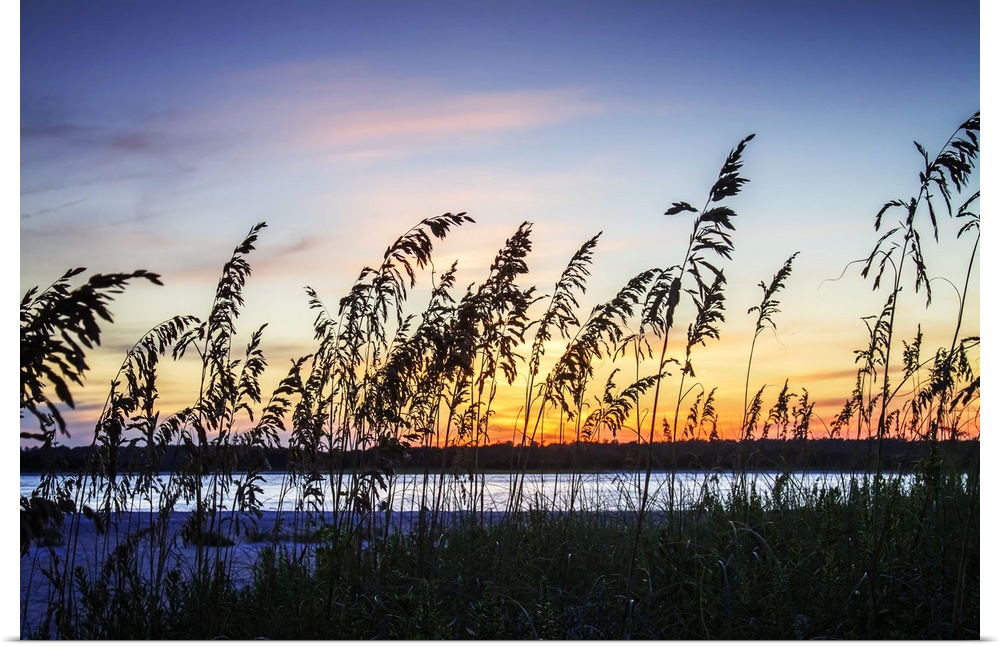 Silhouette of beach grasses against the bright colors of the sunset sky.