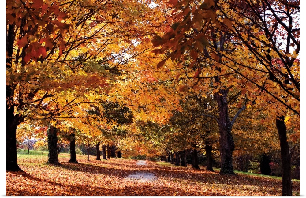 Huge photograph displays a sidewalk littered with leaves from the surrounding rows of maple trees.