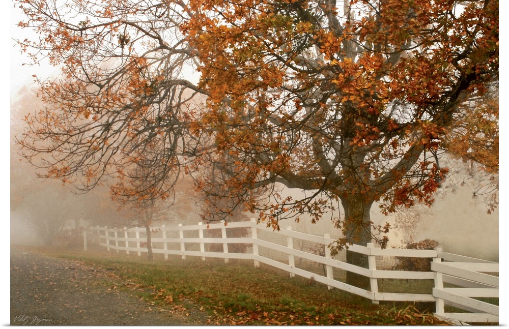 This oversized print is a photograph taken of a large tree during the autumn season behind a white fence that lines a road...