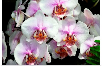 Moth Orchids I