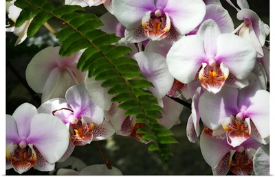 Moth Orchids II