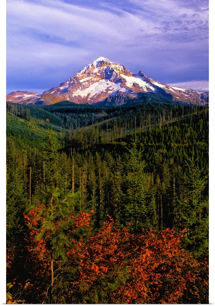 The snowy peak of Mount Hood visible over evergreen forests in Oregon.