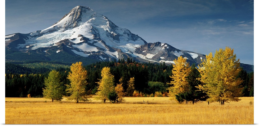 View of Mount Hood from a field in fall colors.