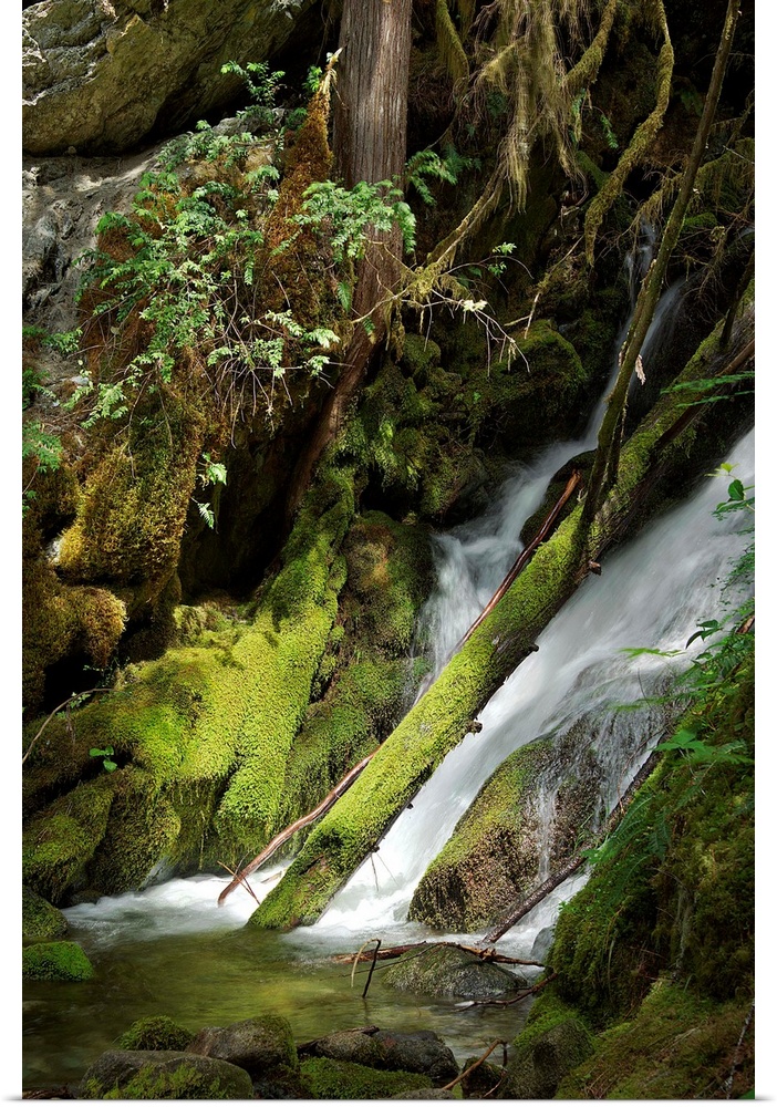 Waterfall with mossy rocks in a shady forest in the Cascades.