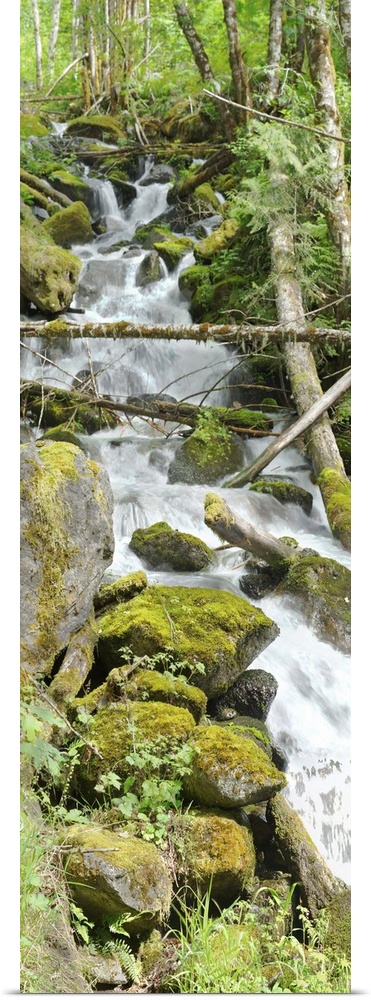 Waterfall with mossy rocks in a forest in the Cascades.
