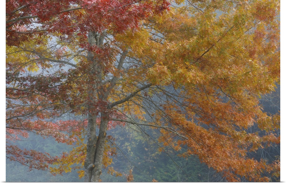 Oak trees in fall, Washington, Kitsap County, Seabeck