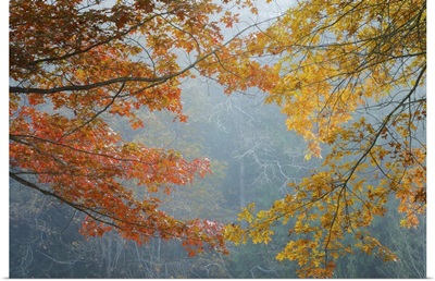 Oak Trees In Fall II