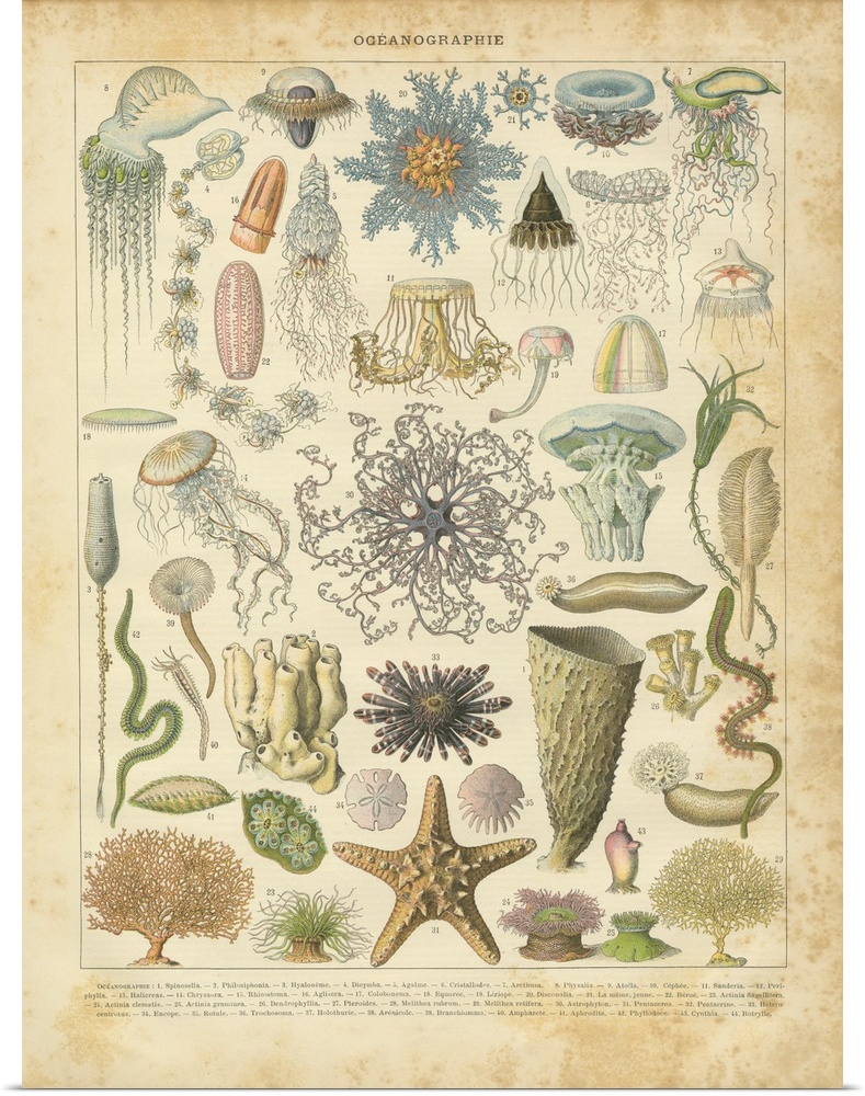 Vintage illustration of a variety of different species of marine life.
