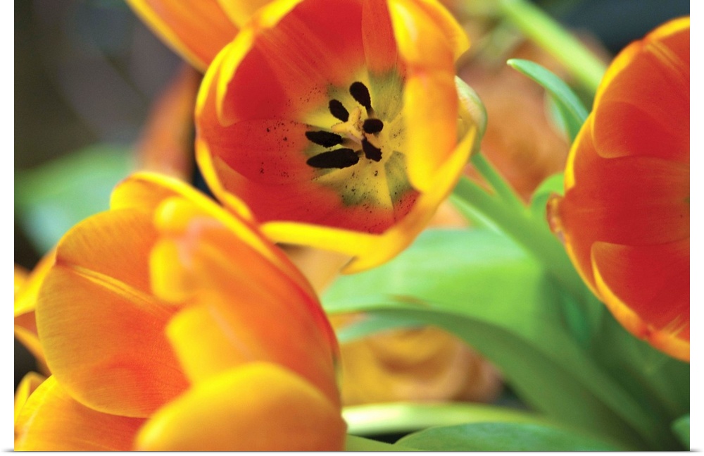 Orange Tulips I