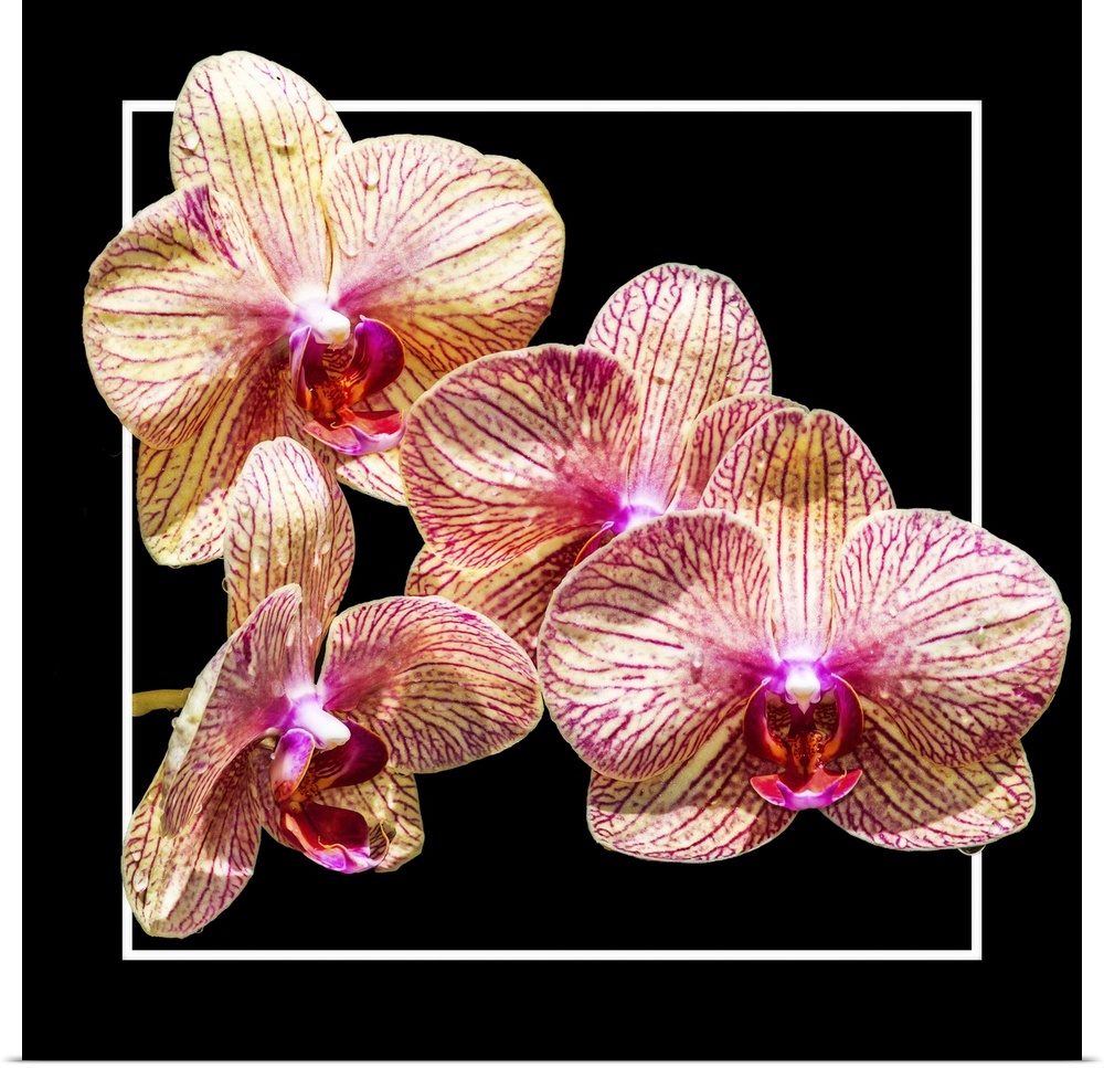 Close up of peach-colored orchid flowers in a white and black frame.