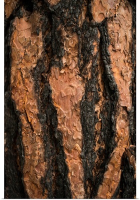 Oregon Pine II