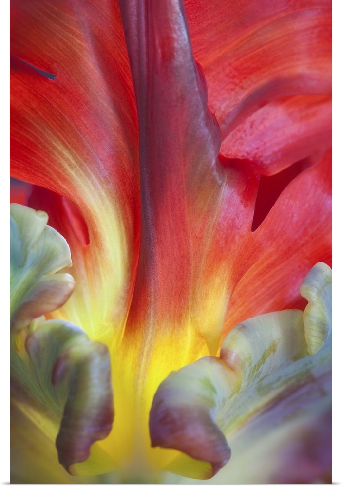 Close up of the colorful petals of a Parrot Tulip flower.
