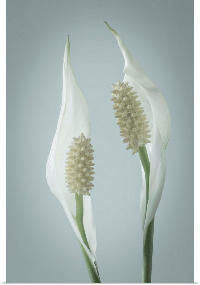 Peace Lily (Spathiphyllum).