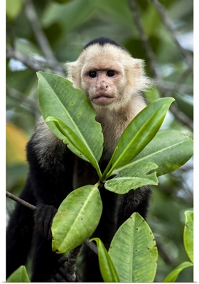 Peering White-Faced Capuchin Monkey