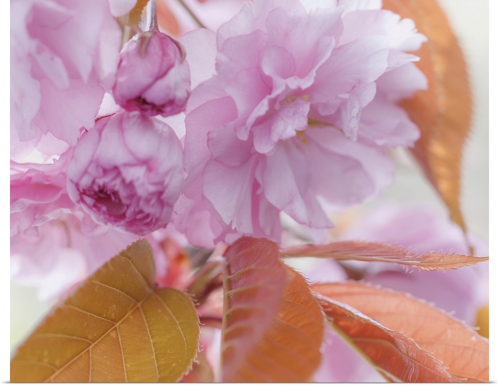 Pink Cherry Tree Blossoms, Washington, Seabeck