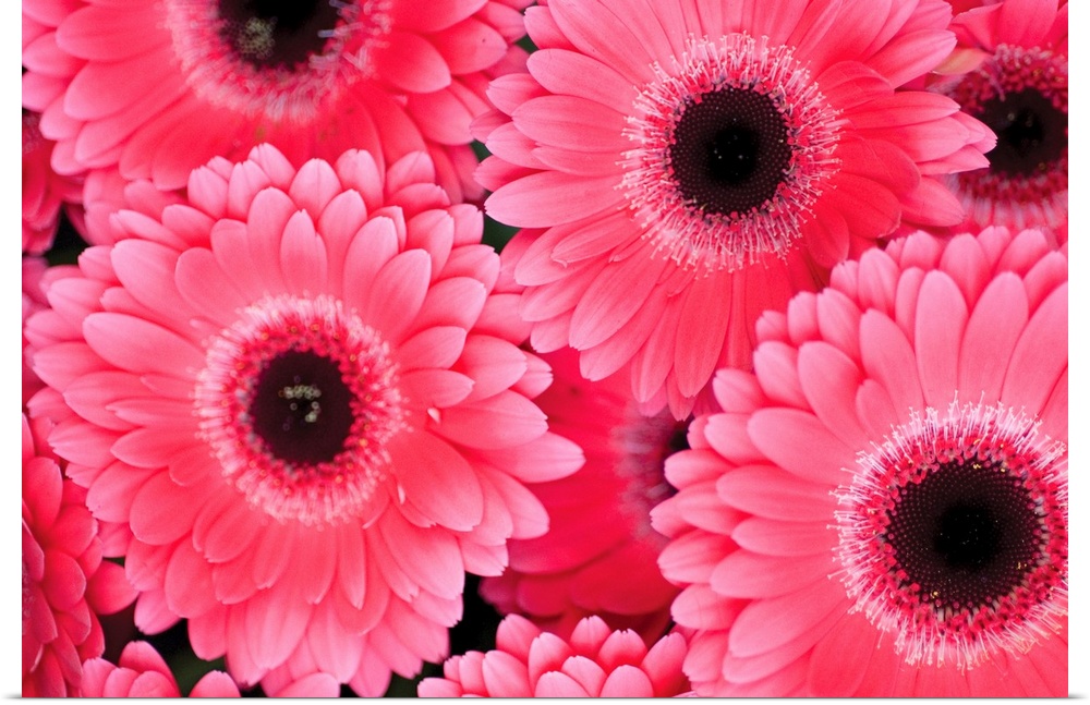 Large hot pink flowers are gathered together and photographed from above.