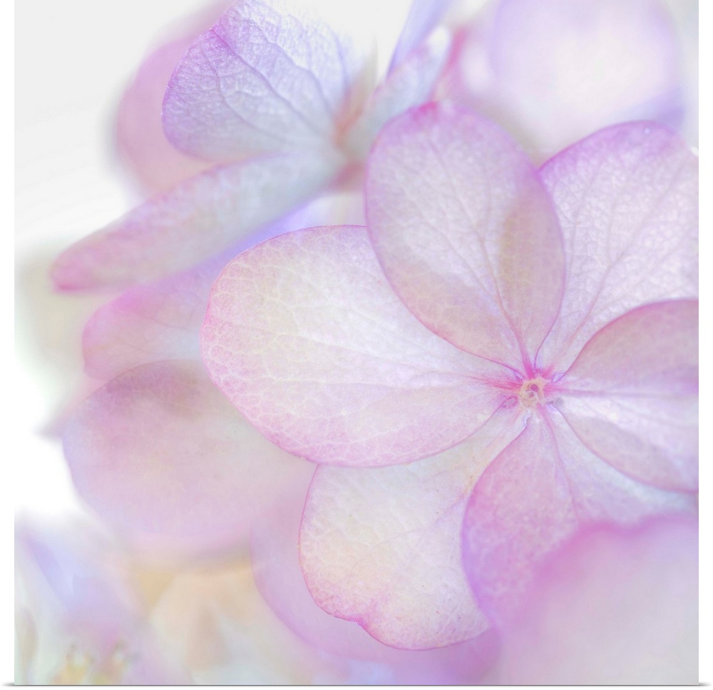 Close up of a pale pink hydrangea blossom with round petals.