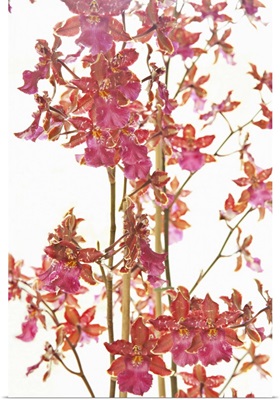 Pink Orchid II
