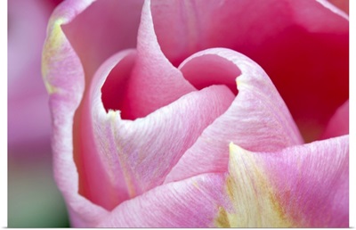 Pink Tulip I