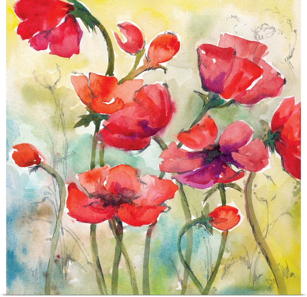 Square watercolor painting of red poppies with hints of purple on a blue, green, and yellow background with light sketches.