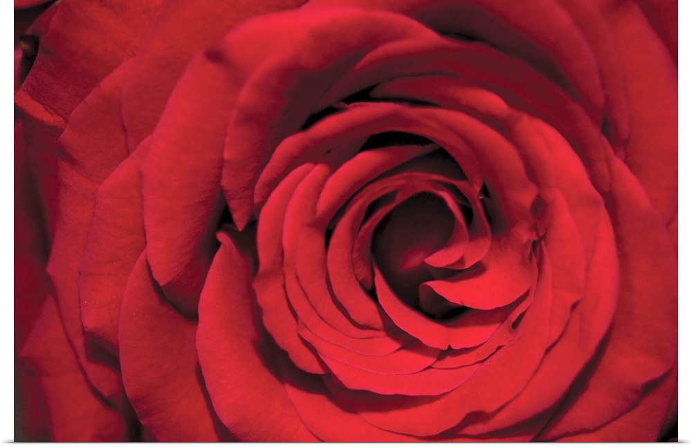 Big canvas image of the up-close view of a rose.