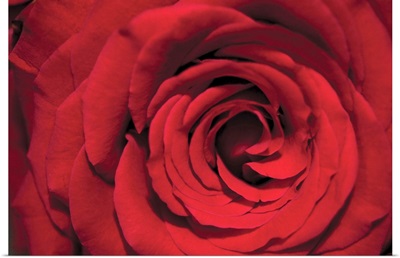Red Rose Detail