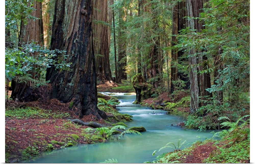A small stream cuts through a thick forest and is lined by immense redwood trees.