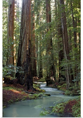 Redwood Forest III