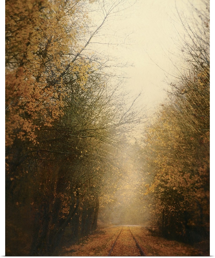 Vertical, large fine art photograph of a narrow road covered in fallen leaves, surrounded by half bare trees with golden a...
