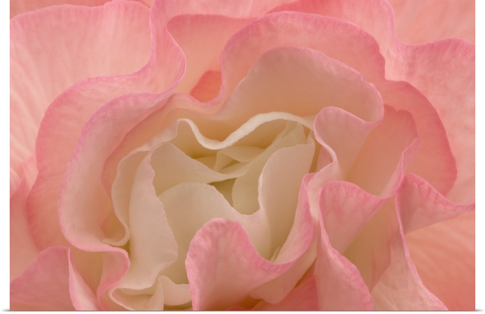 Rosy Begonia I