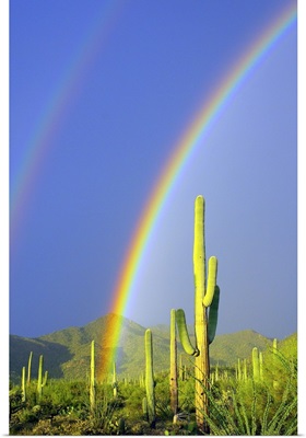 Saguaro Rainbow I