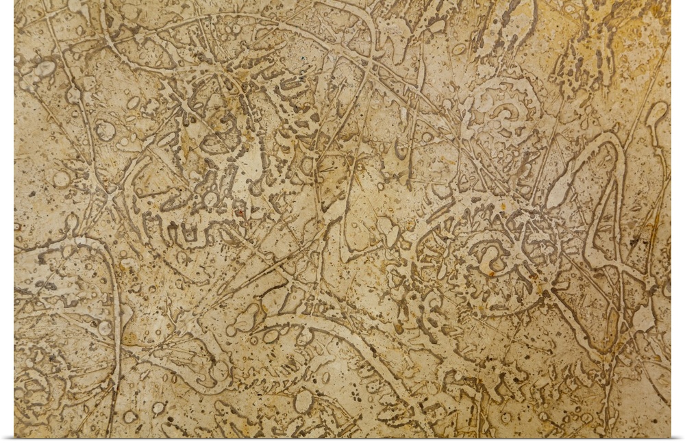 Close up image of several small fossils, forming an almost abstract image.