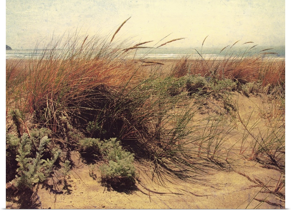Large, horizontal, vintage photograph of tall grasses and foliage in front of the beach, blue waters on the horizon.