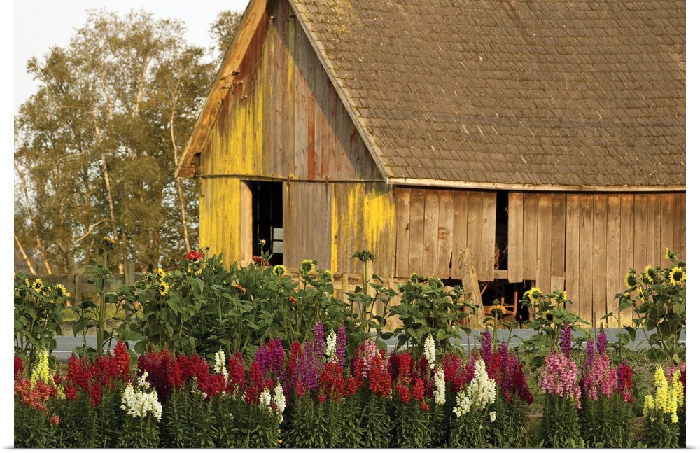 A rustic and weathered barn with peeling paint is surrounded by landscaped rows of flowers in his summer inspired photograph.
