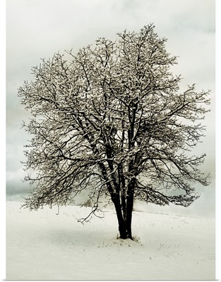 Snow White Tree