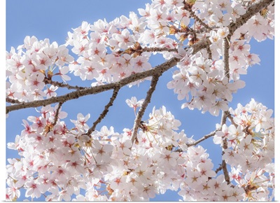 Spring Cherry Blossoms II