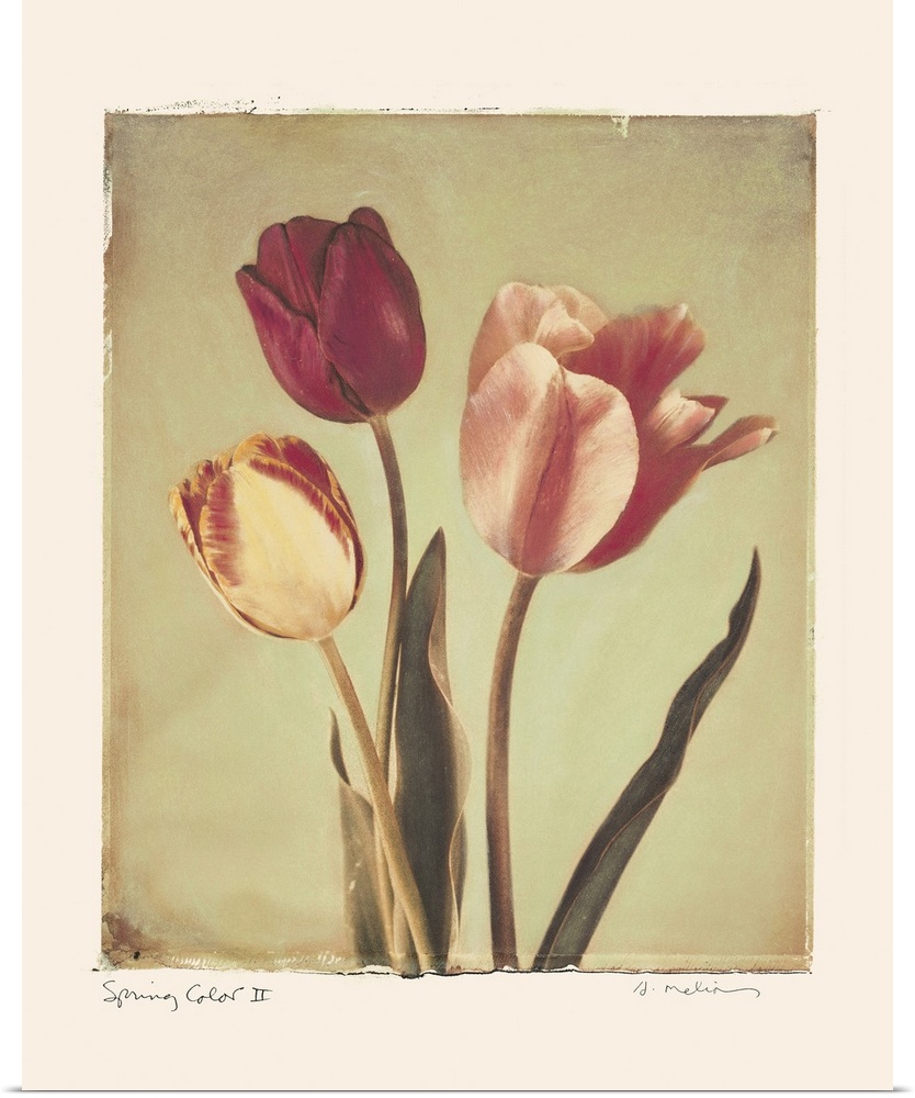 Painting of three tulips.