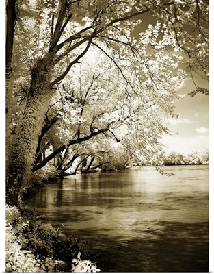 Spring on the River I