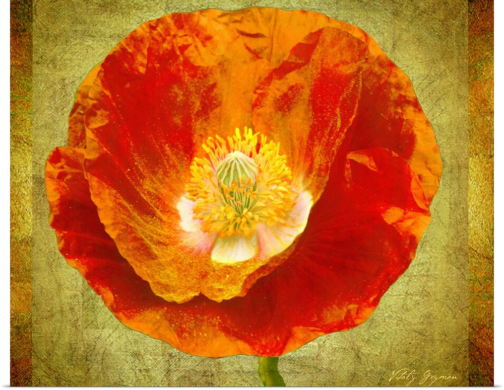 Huge contemporary art focuses on the top of a brightly colored flower against a delicate earth toned background that incor...