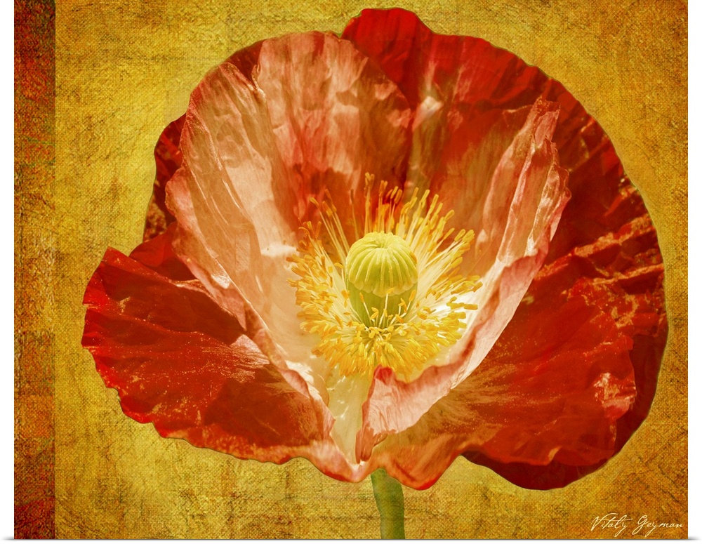 Mixed media artwork with an up-close photograph of a flower with an abstract background.
