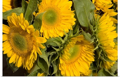 Sunflower I