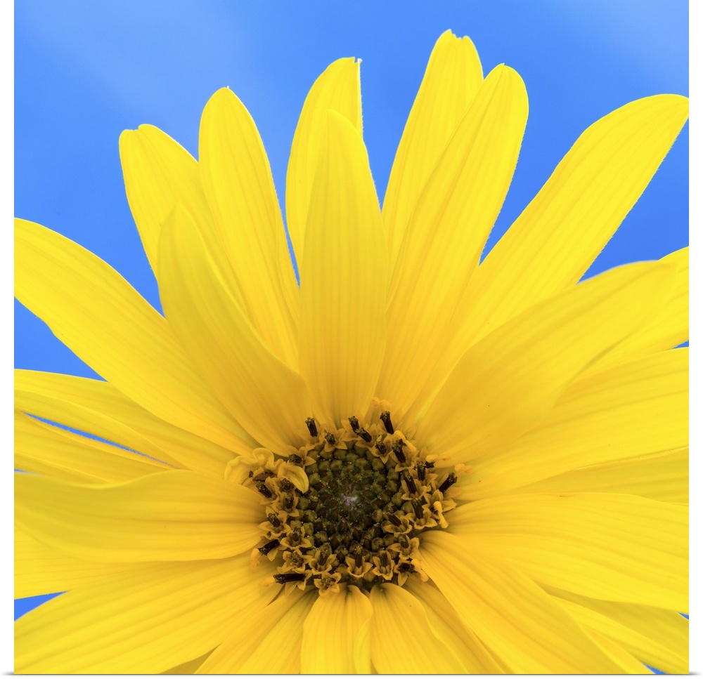 Sunflower on Blue I