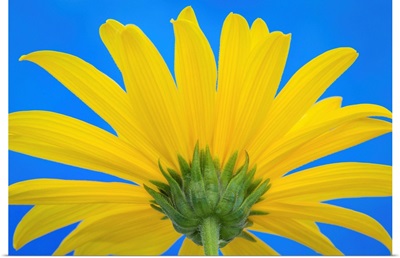 Sunflower on Blue IV