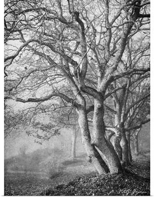 Tree in the Mist VI B
