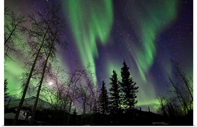 Trees with Northern Lights waves and curtains