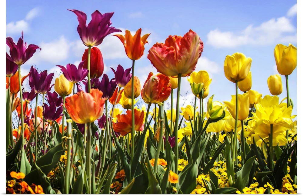 Several red and yellow tulips in a garden under a bright blue sky.