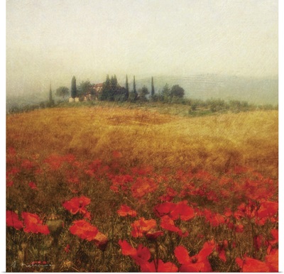 Tuscan Poppies
